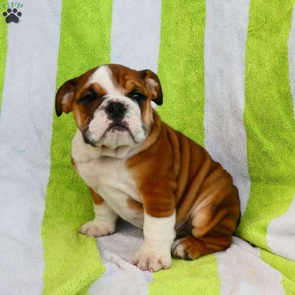 Maggy, English Bulldog Puppy